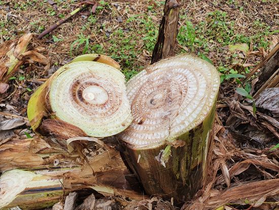 CONTROLE FITOSSANITÁRIO - Erradicação do moko da bananeira em área de terra firme exige vazio sanitário de dois anos